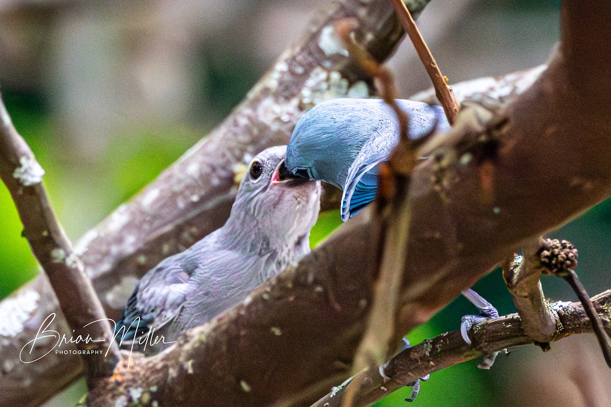 Blue-gray Tanager - ML610690842