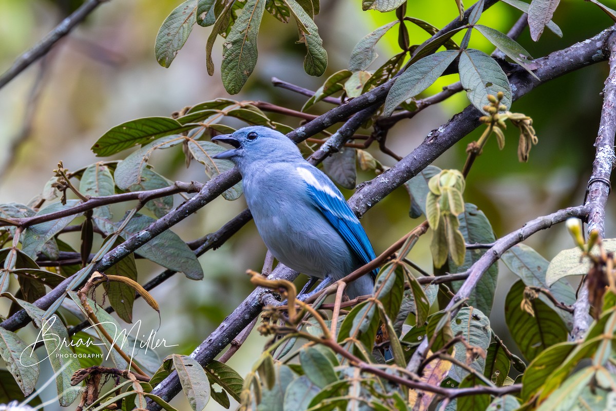 Blue-gray Tanager - ML610690843
