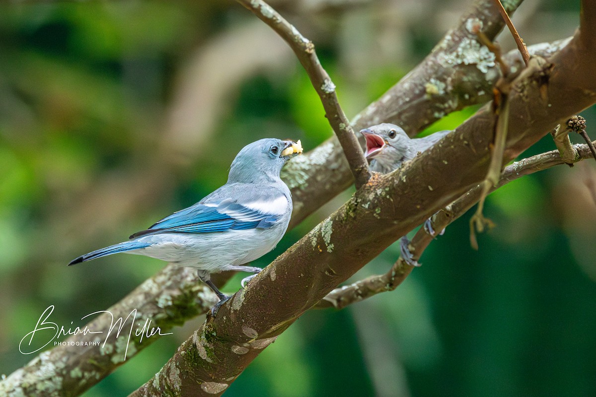 Blue-gray Tanager - ML610690844