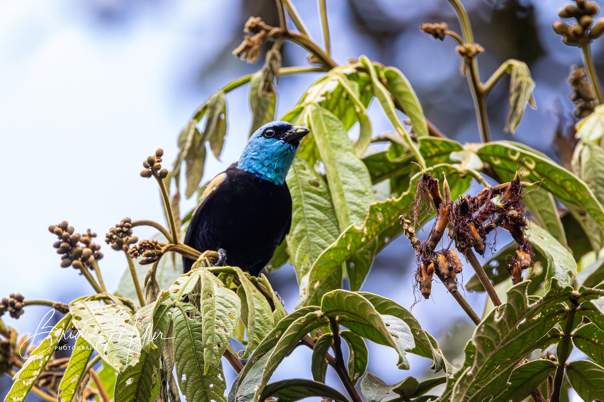 Blue-necked Tanager - ML610690853