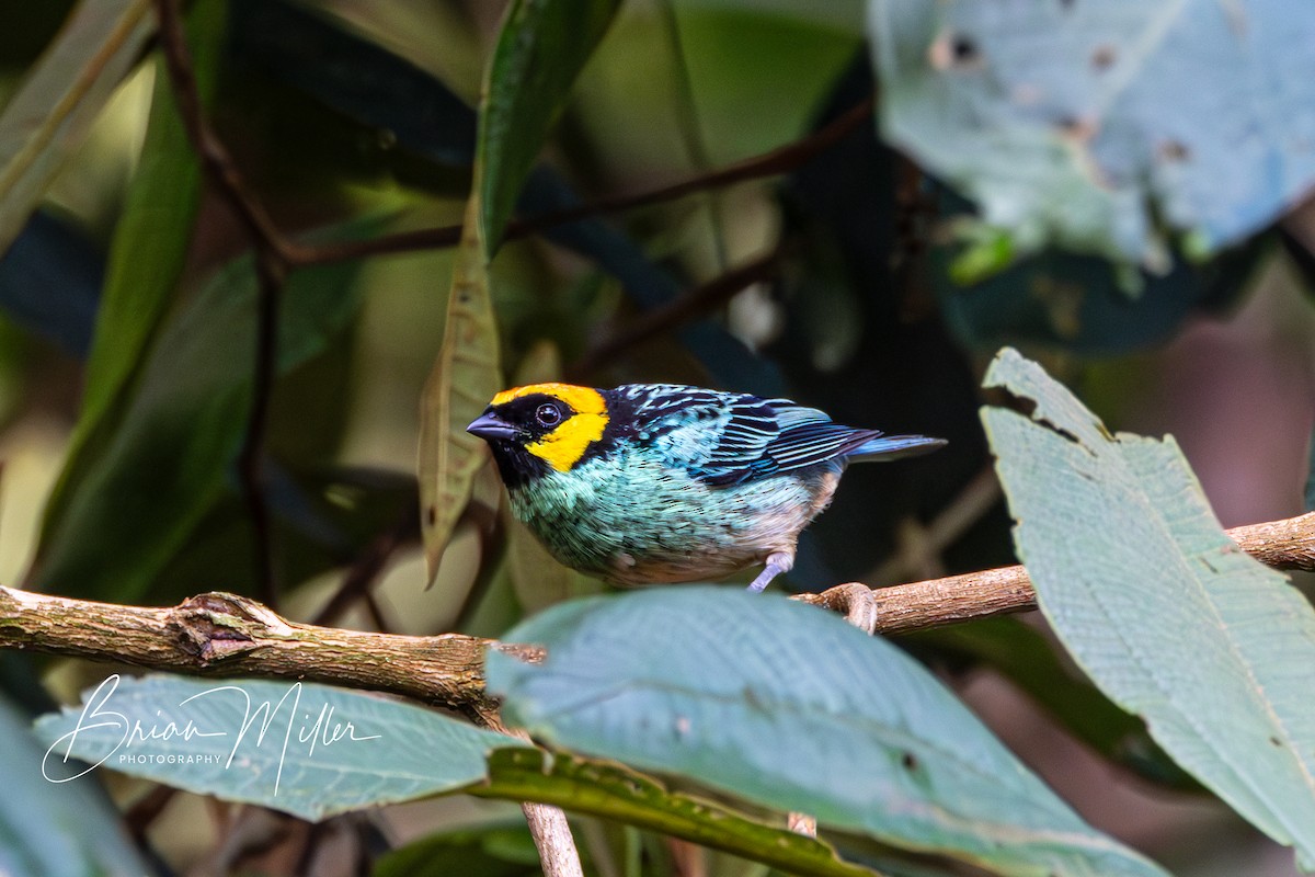 Saffron-crowned Tanager - ML610690862