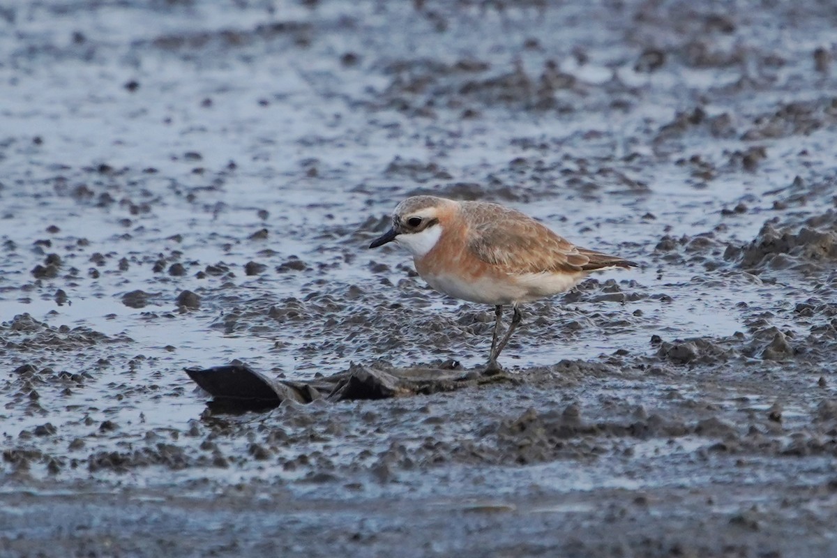 Tibetan Sand-Plover - ML610690871