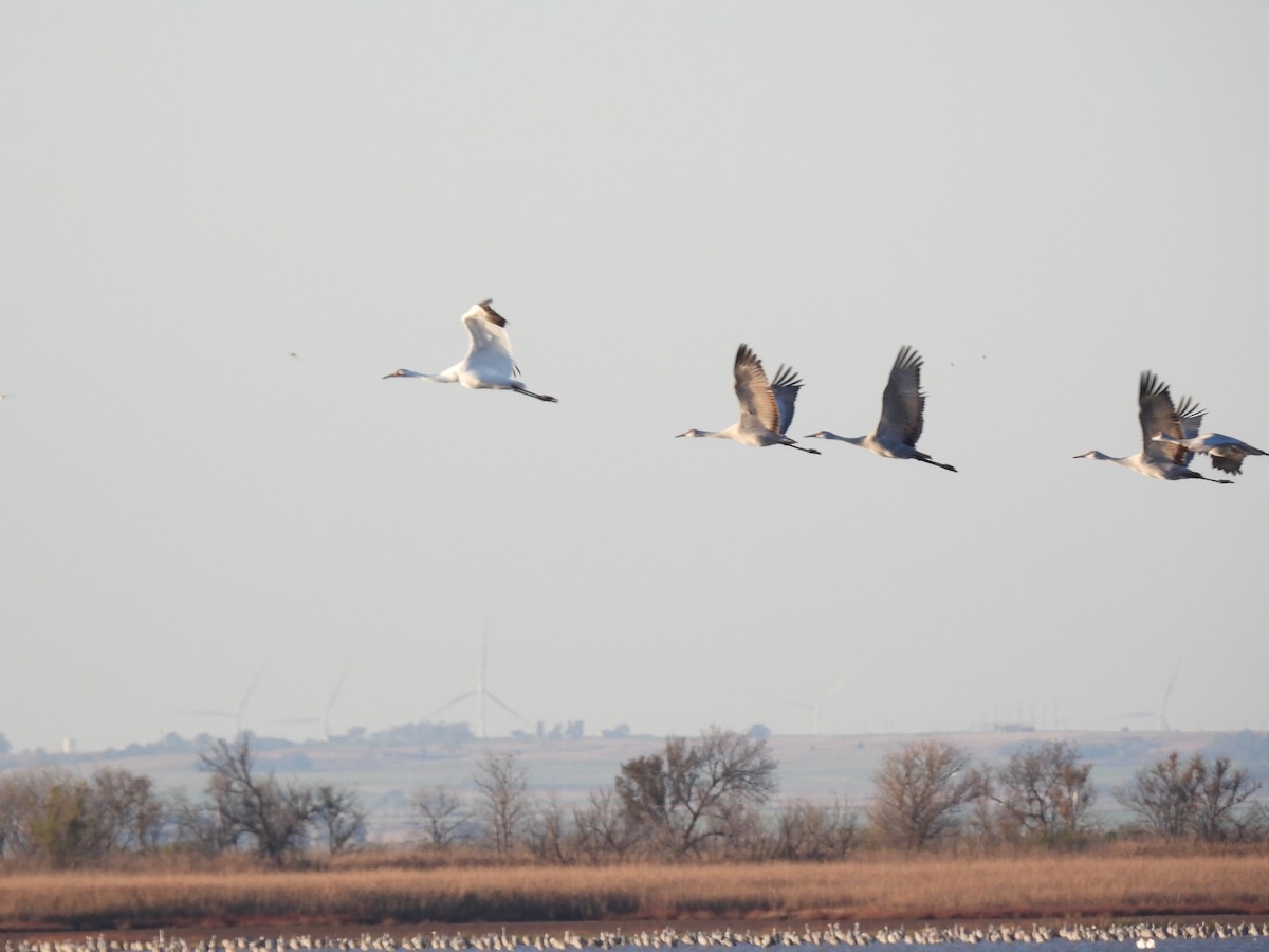 Whooping Crane - ML610690886