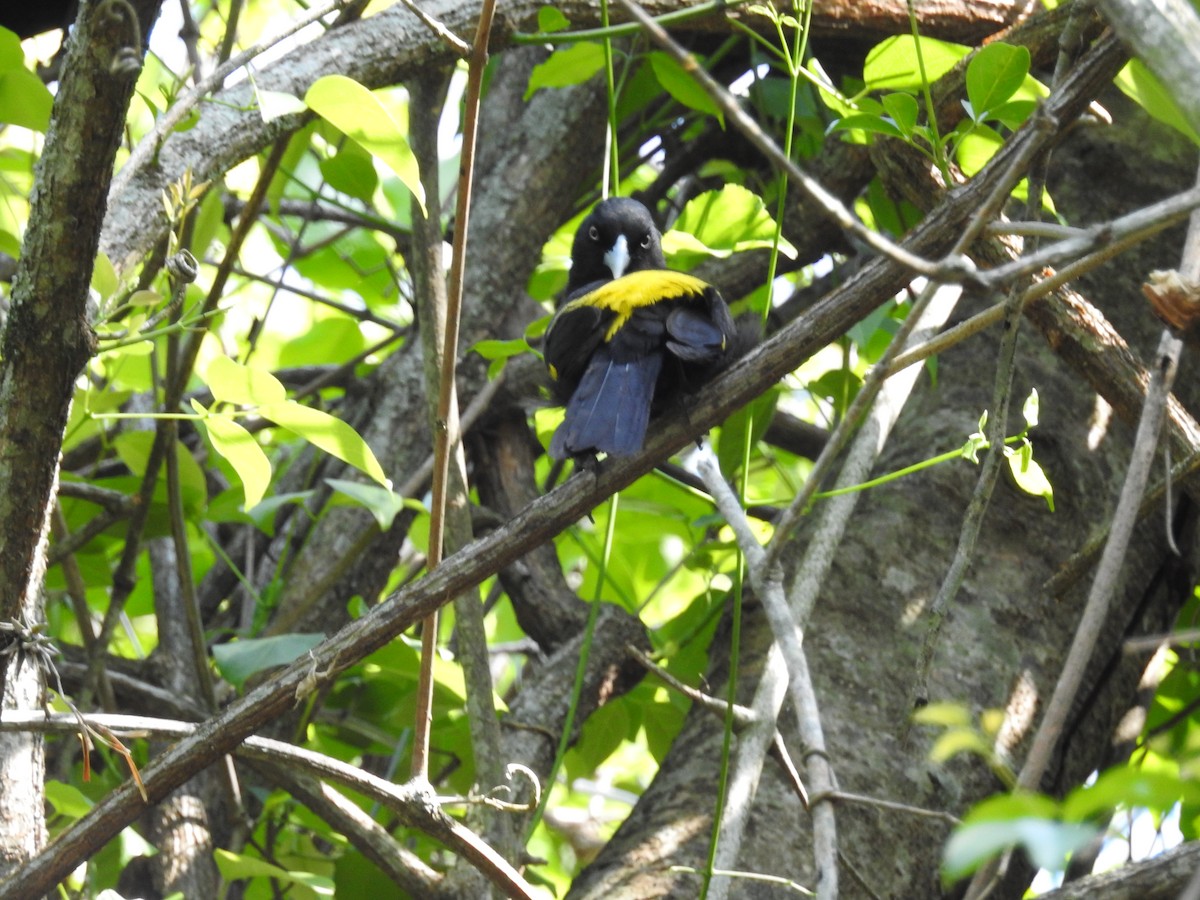 Golden-winged Cacique - ML610690893