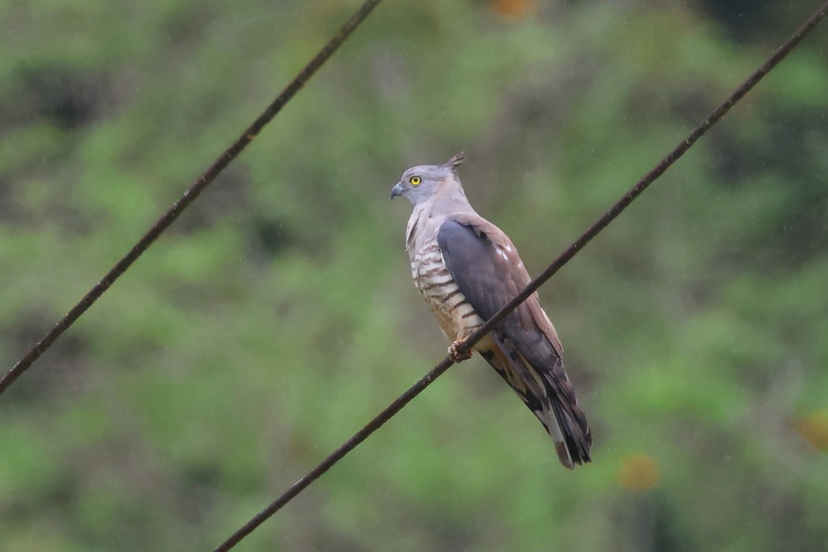 Pacific Baza - Serge Rivard