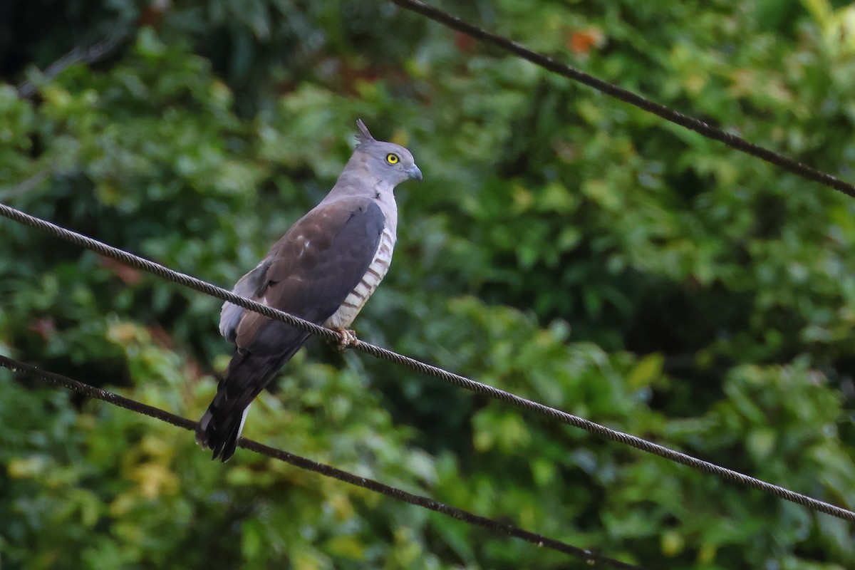 Pacific Baza - ML610690957