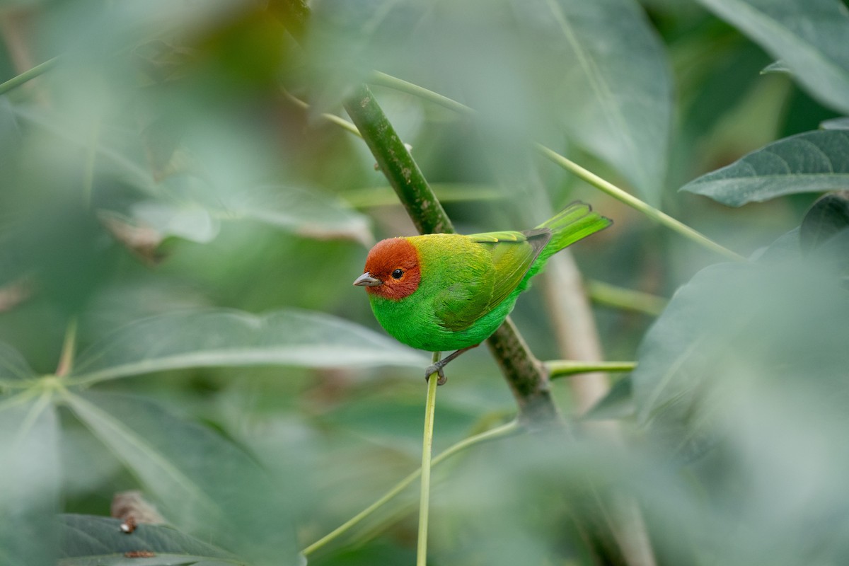 Bay-headed Tanager - Jérémy Calvo