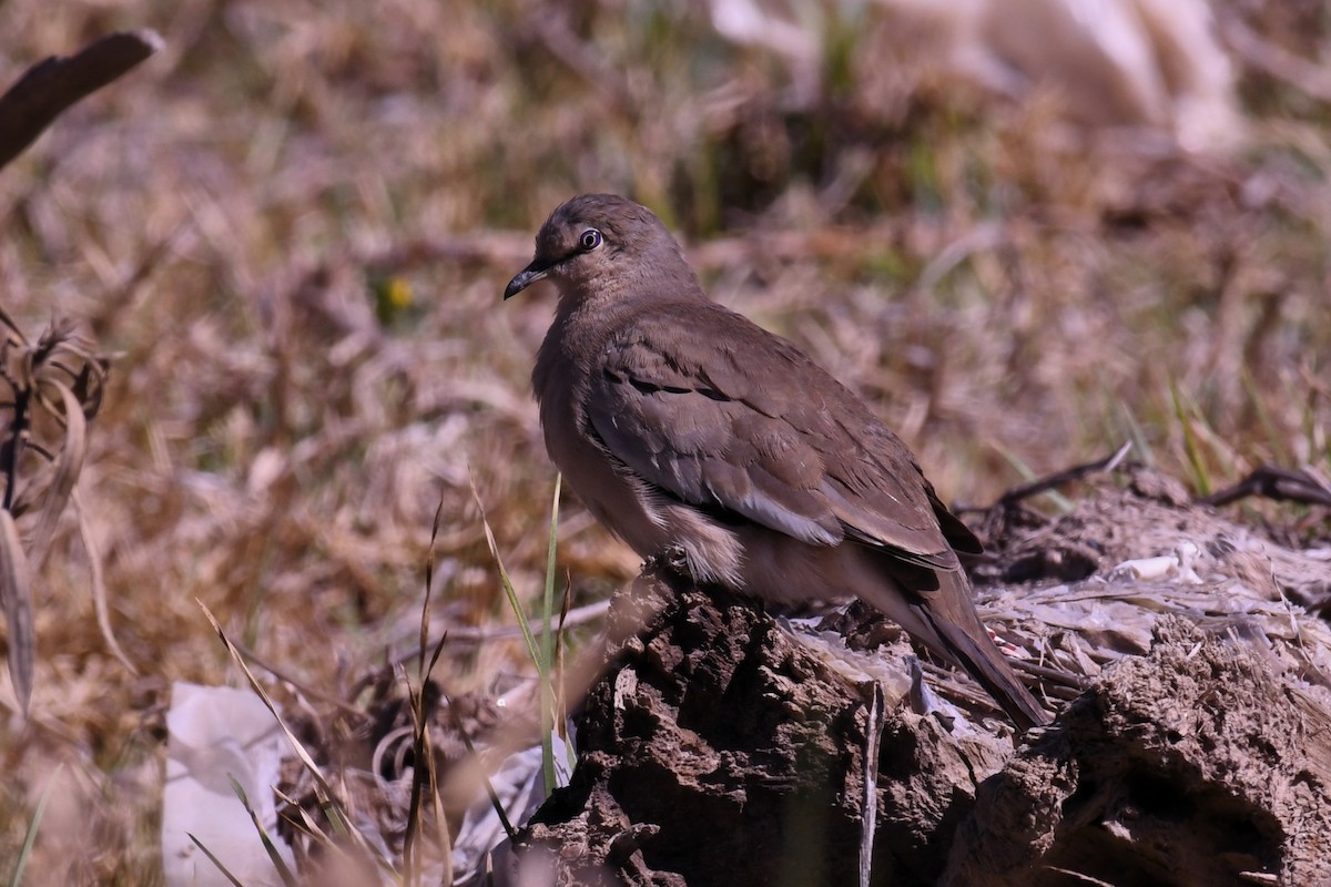 Picui Ground Dove - Christian Engel