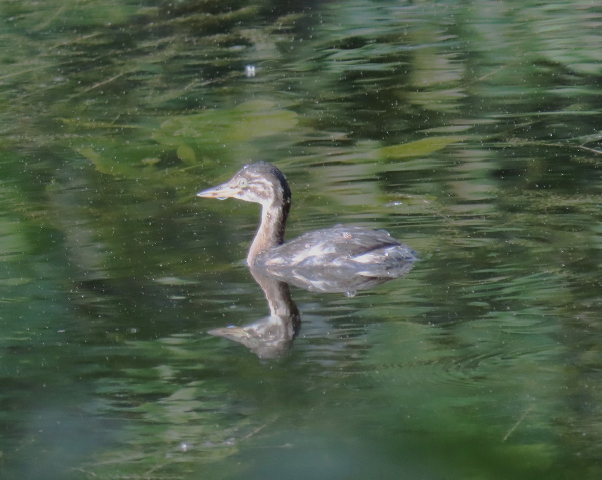 Little Grebe - ML610691175