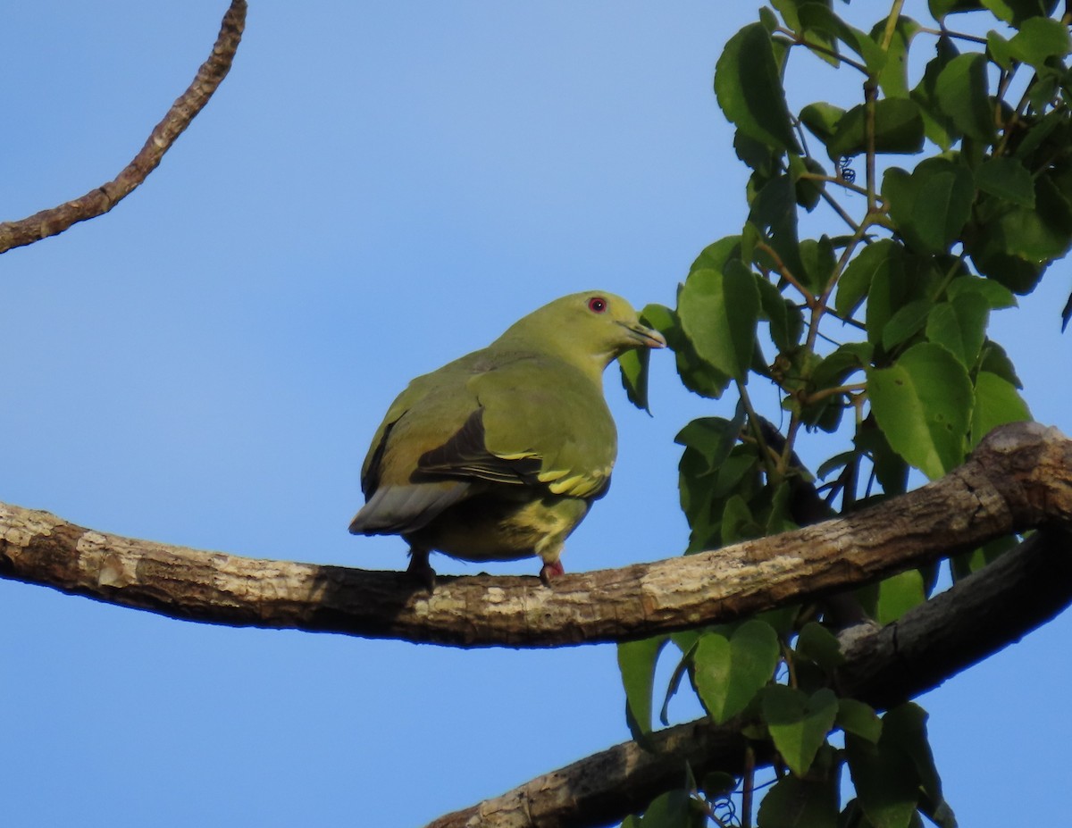 Pink-necked Green-Pigeon - ML610691184