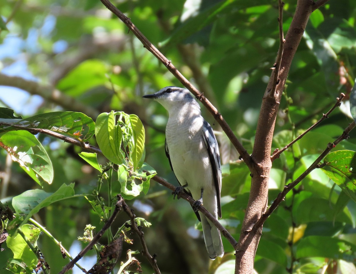 Pied Triller - ML610691185
