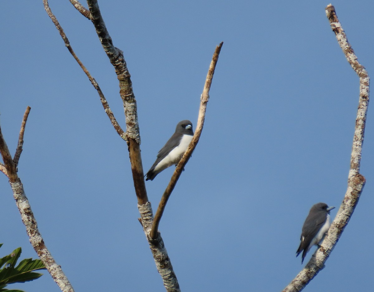 White-breasted Woodswallow - ML610691188