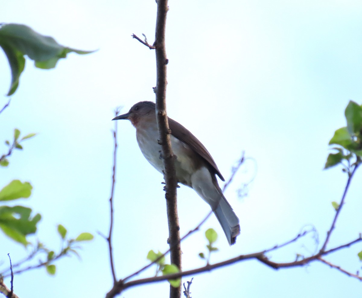 Philippine Bulbul - ML610691189