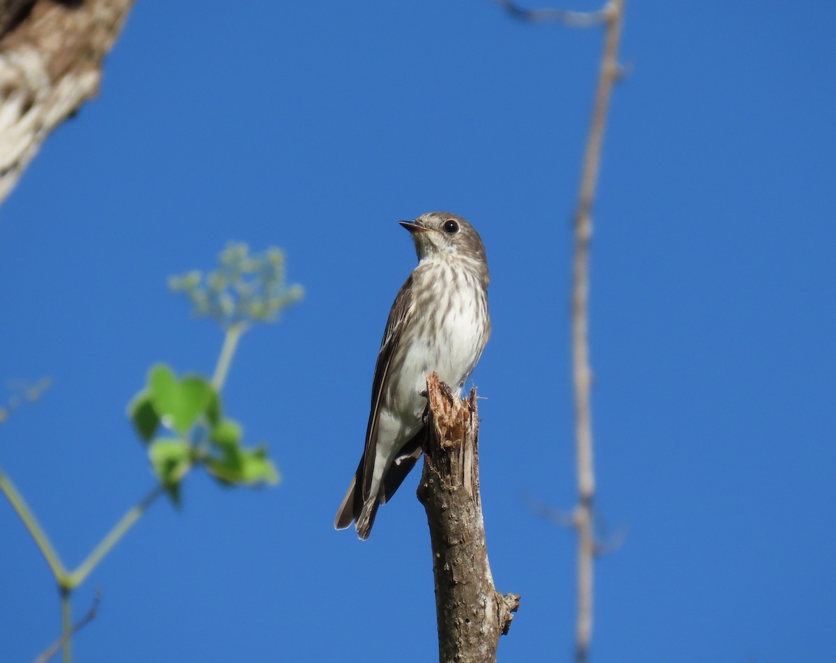 Gray-streaked Flycatcher - ML610691191