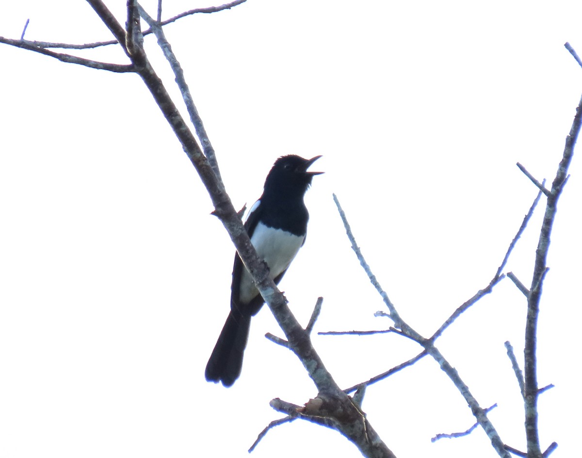 Philippine Magpie-Robin - ML610691192