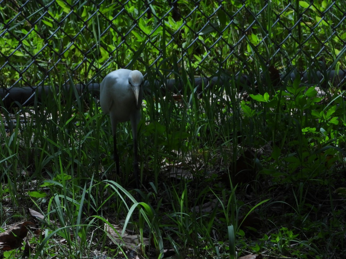 Eastern Cattle-Egret - ML610691211