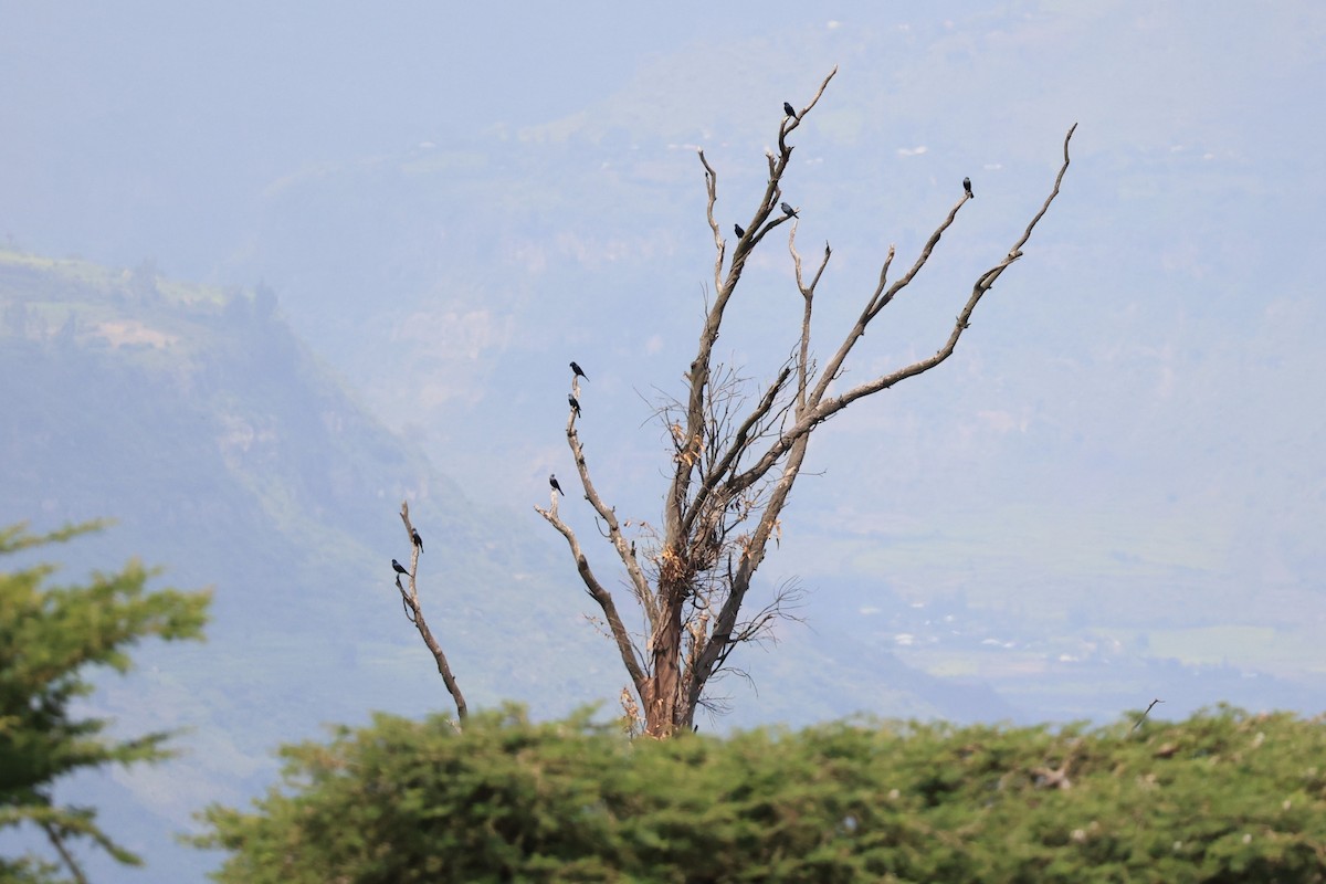 White-billed Starling - ML610691216