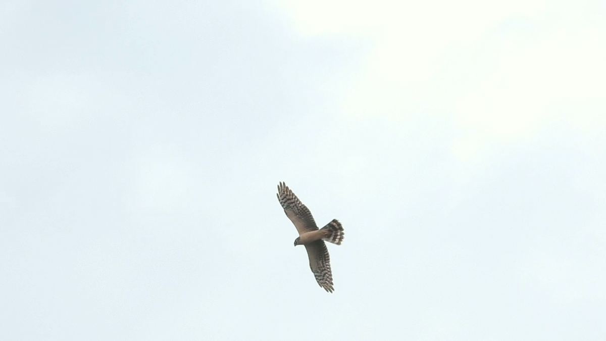 Pallid Harrier - ML610691431