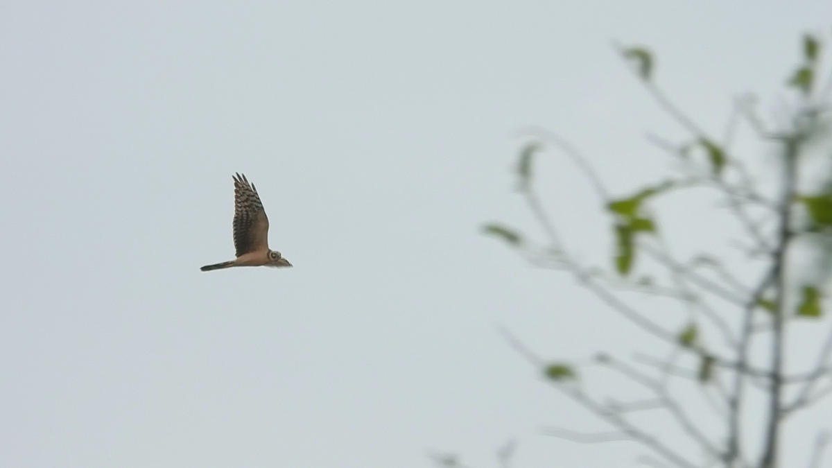 Pallid Harrier - ML610691432