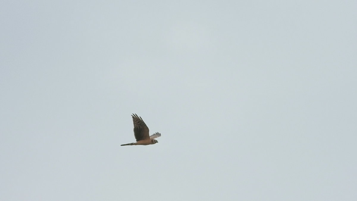 Pallid Harrier - ML610691433