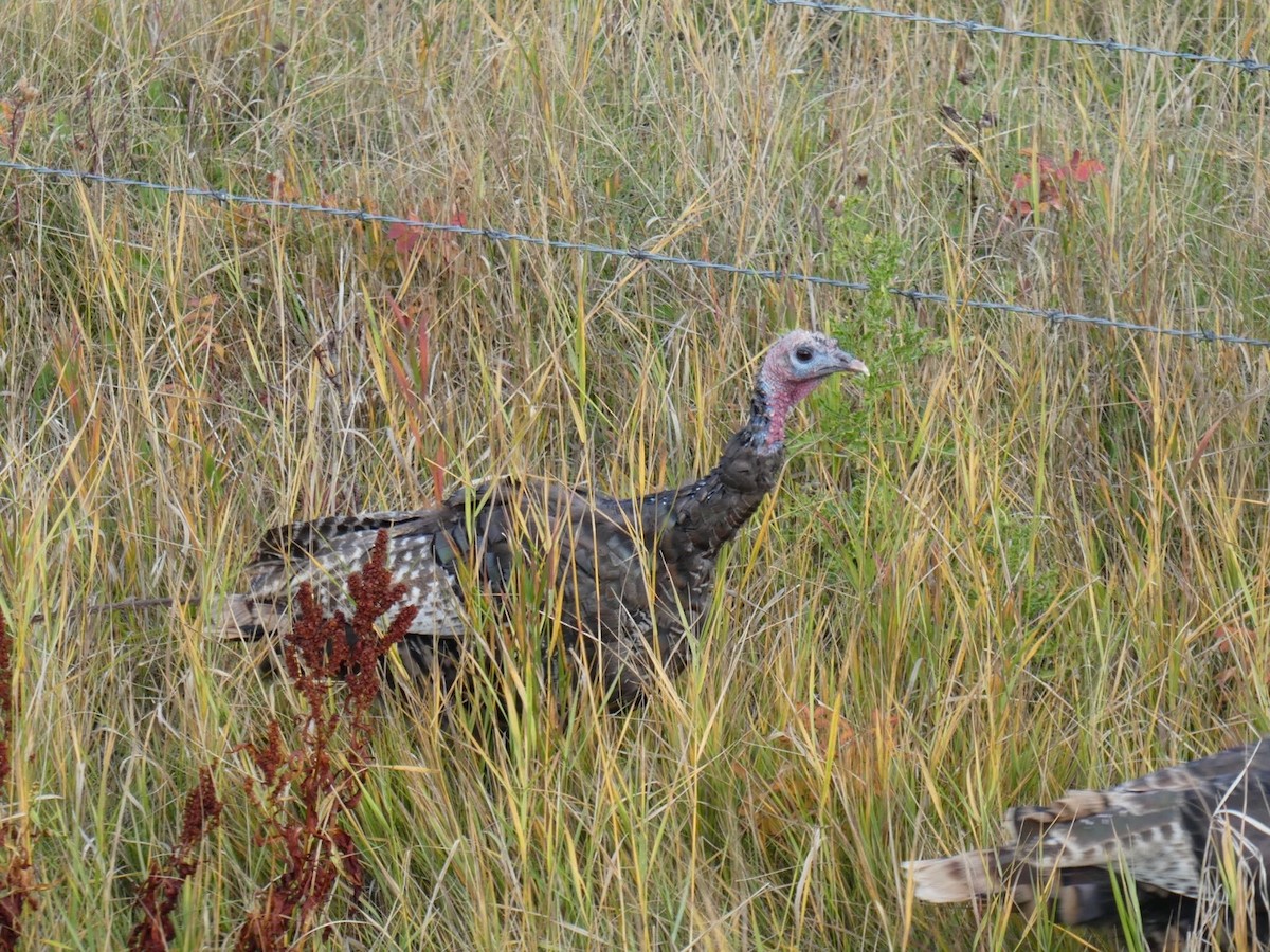 Wild Turkey - ML610691533