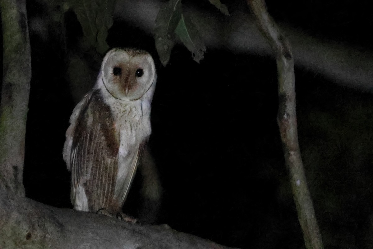 Barn Owl (Eastern) - ML610691557