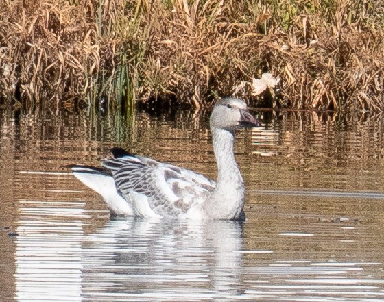 Snow Goose - ML610691595