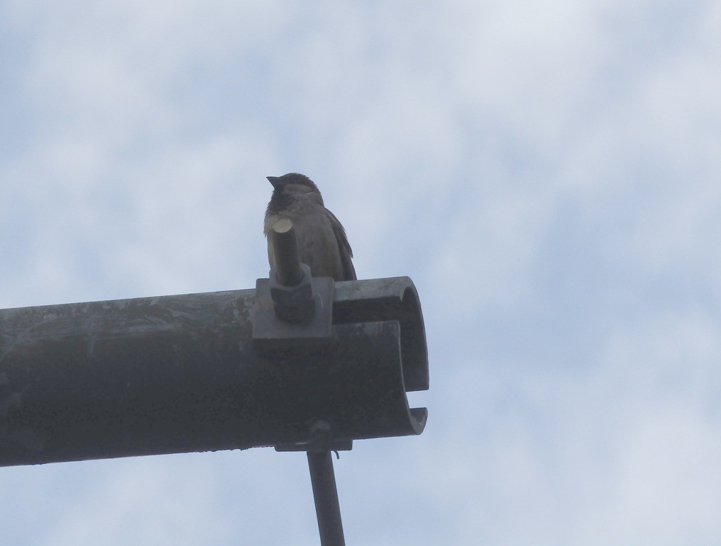 House Sparrow - ML610691835