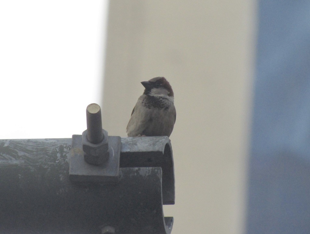 House Sparrow - ML610691836
