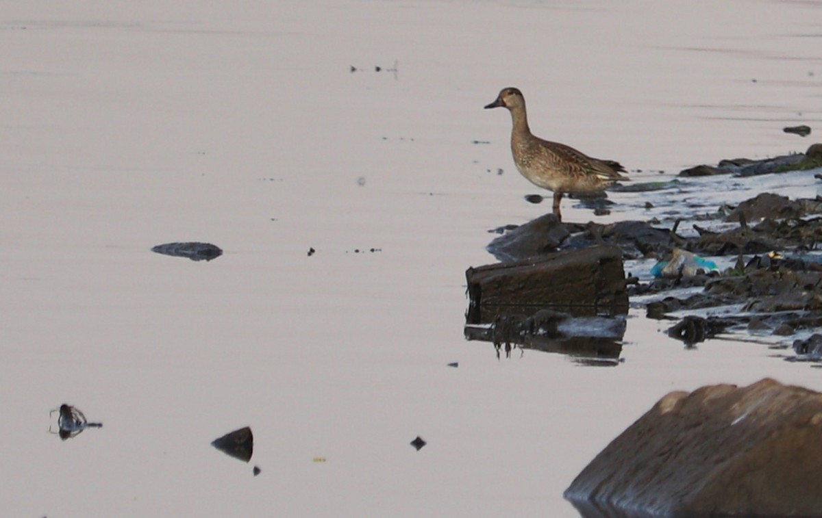 Green-winged Teal - ML610691884