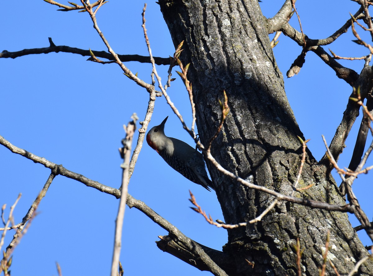 Red-bellied Woodpecker - ML610691912