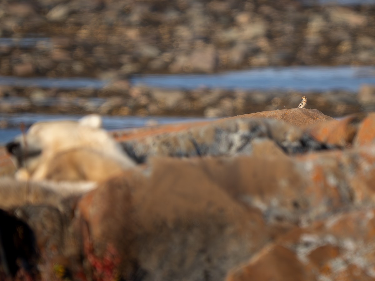 Snow Bunting - ML610691996