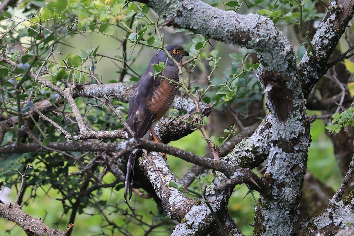 African Goshawk (Ethiopian) - Jian-Long(建龍) WU(吳)