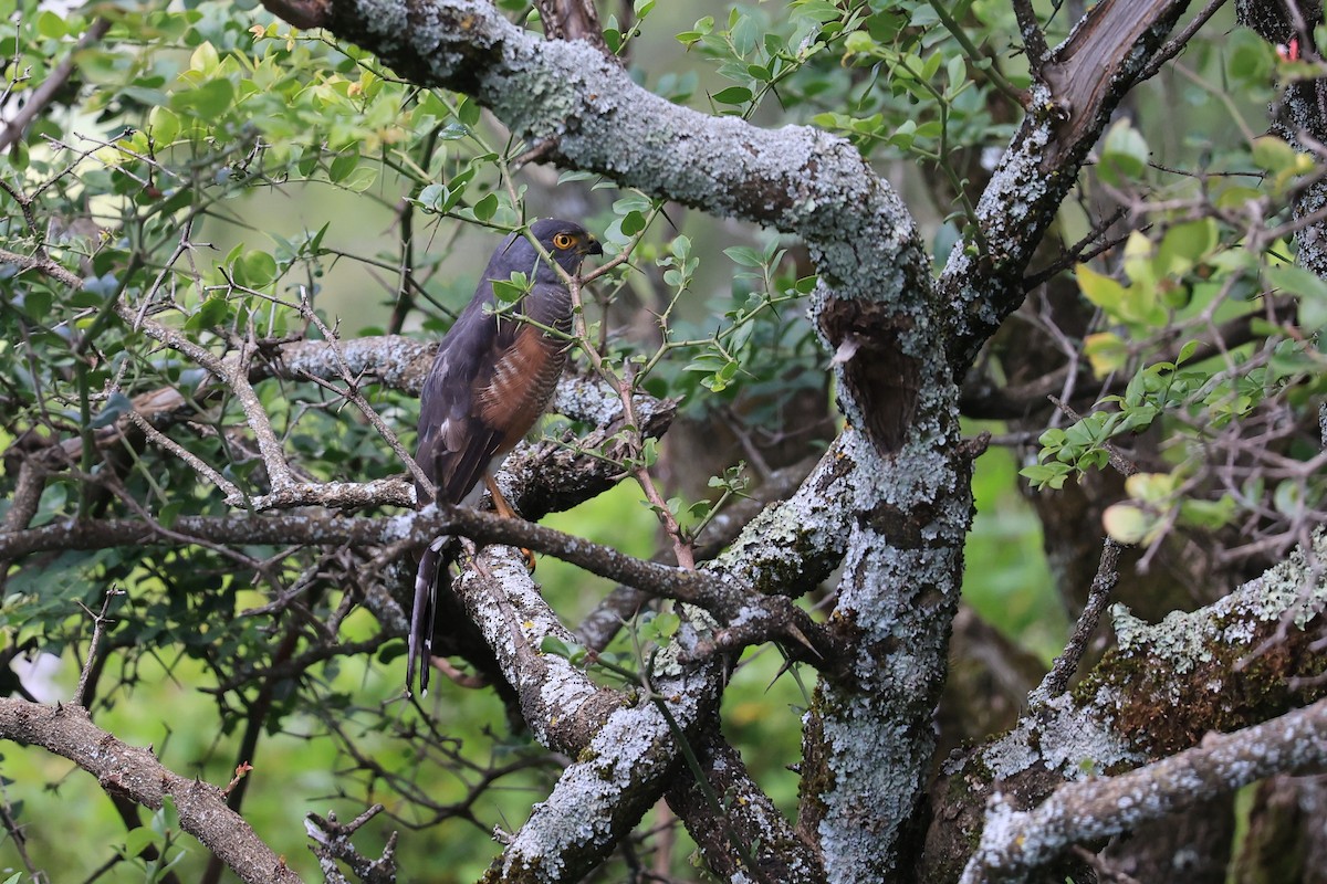 African Goshawk (Ethiopian) - ML610692077