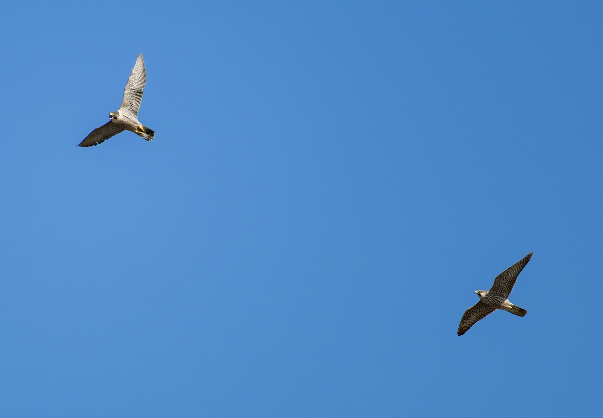 Peregrine Falcon - ML610692127