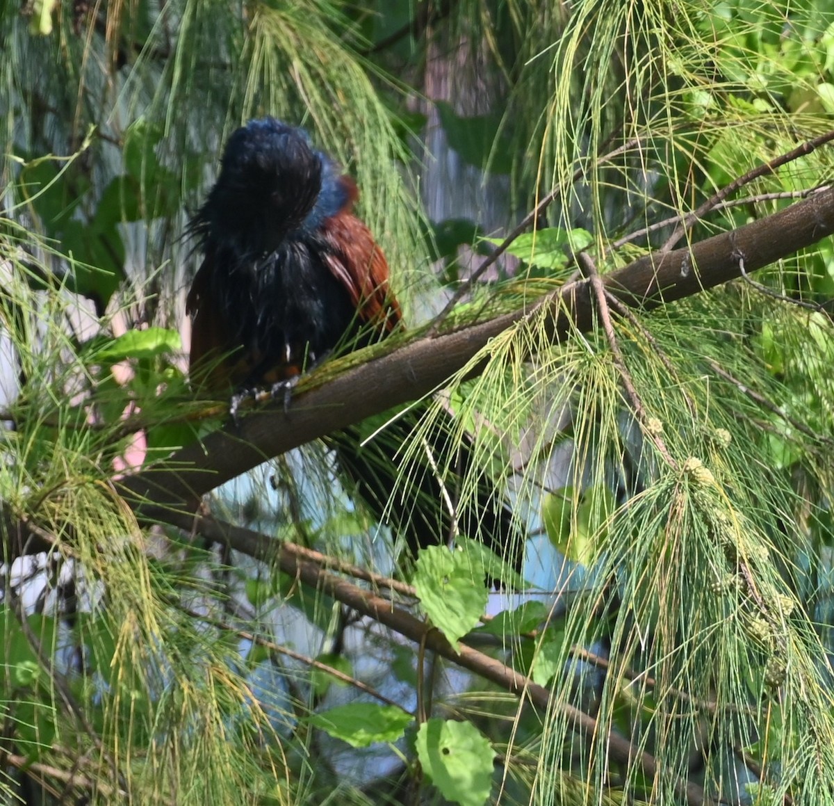 Greater Coucal - ML610692221