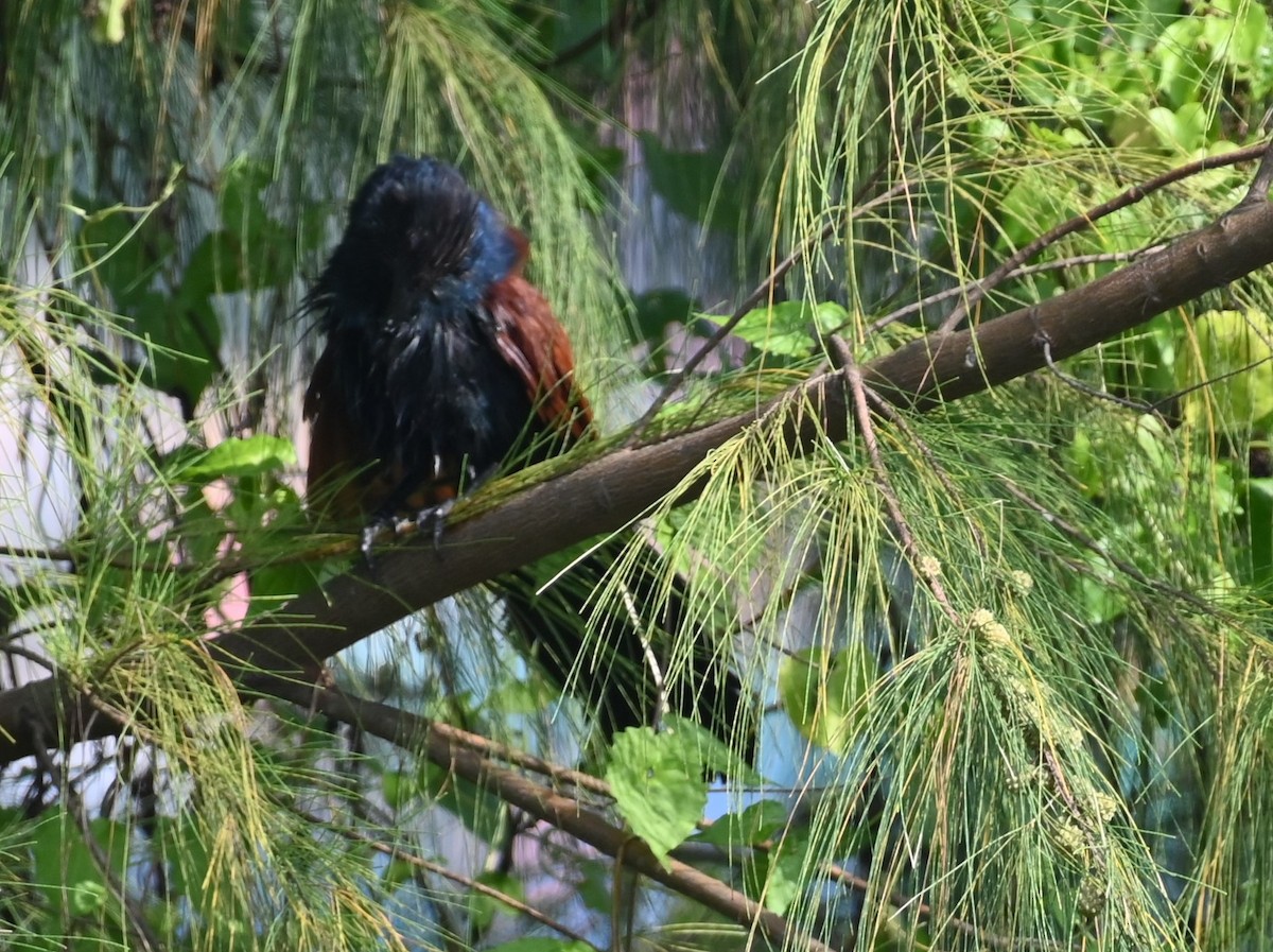 Greater Coucal - ML610692224