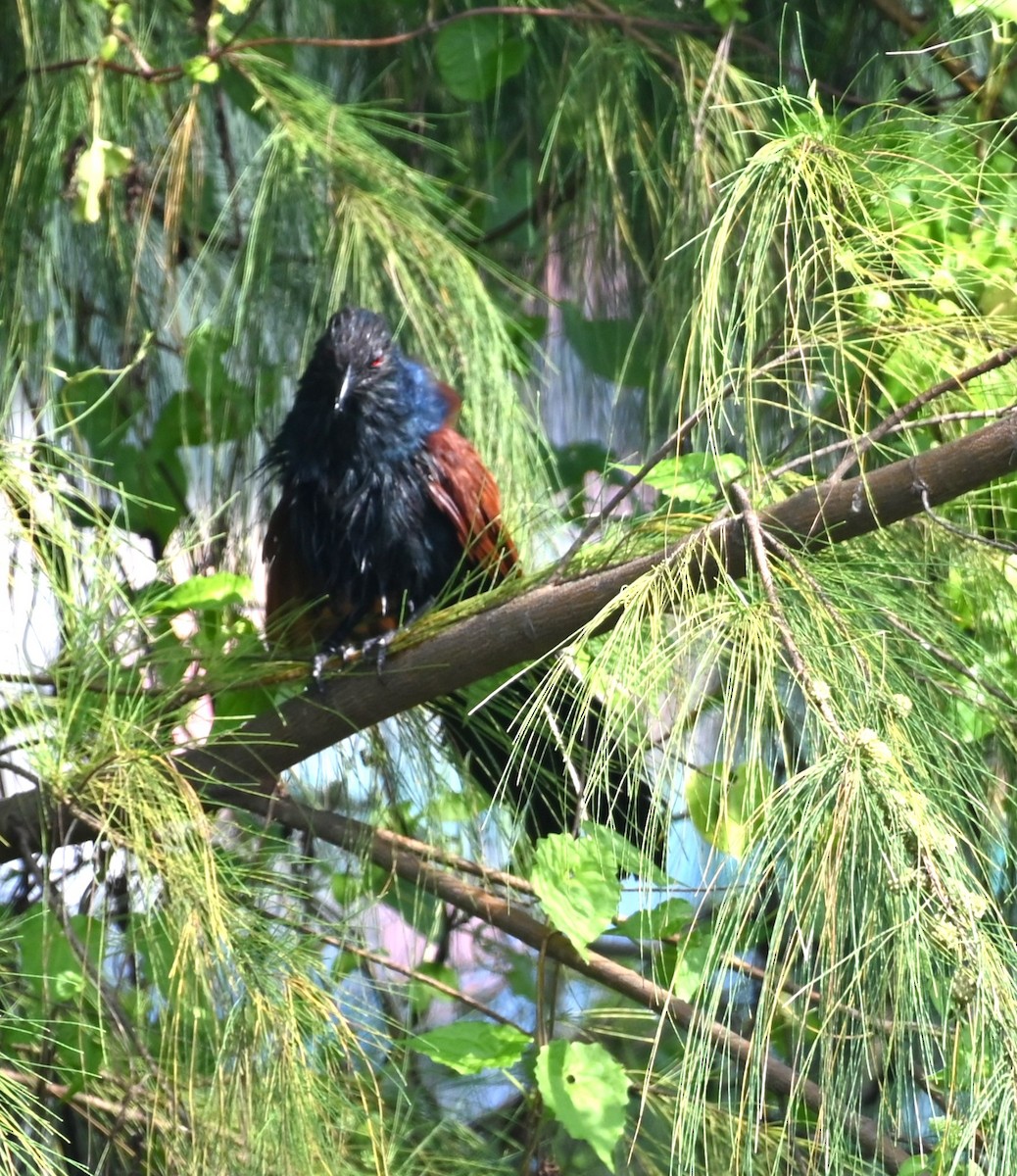 Greater Coucal - ML610692231