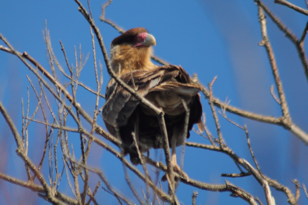 Crested Caracara - Pedro Cardia