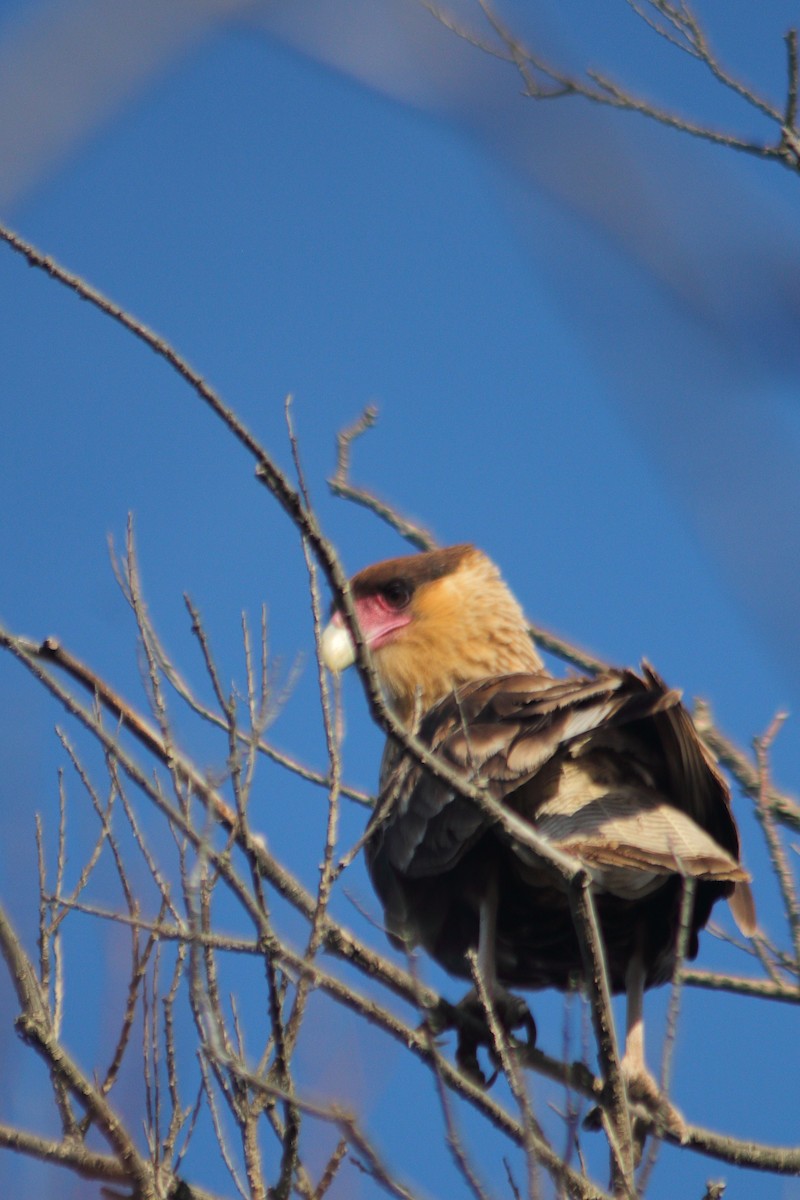 Caracara huppé - ML610692315