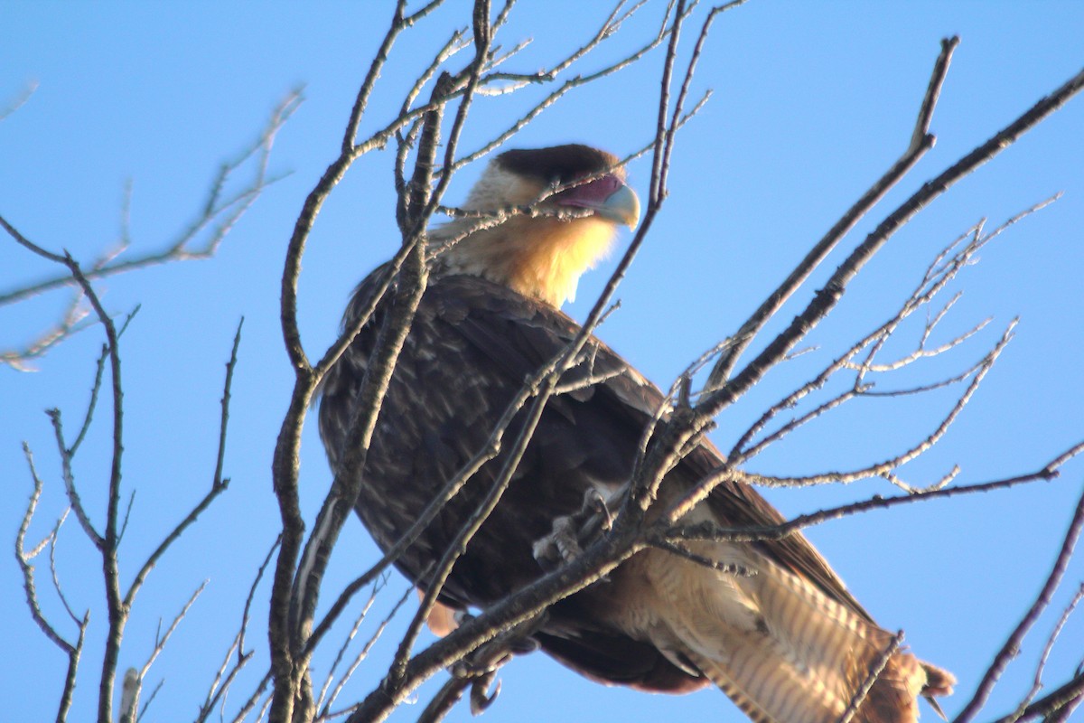 Caracara huppé - ML610692316