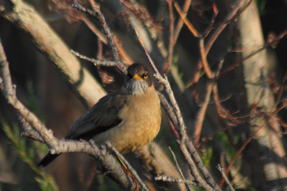 Austral Thrush - ML610692319