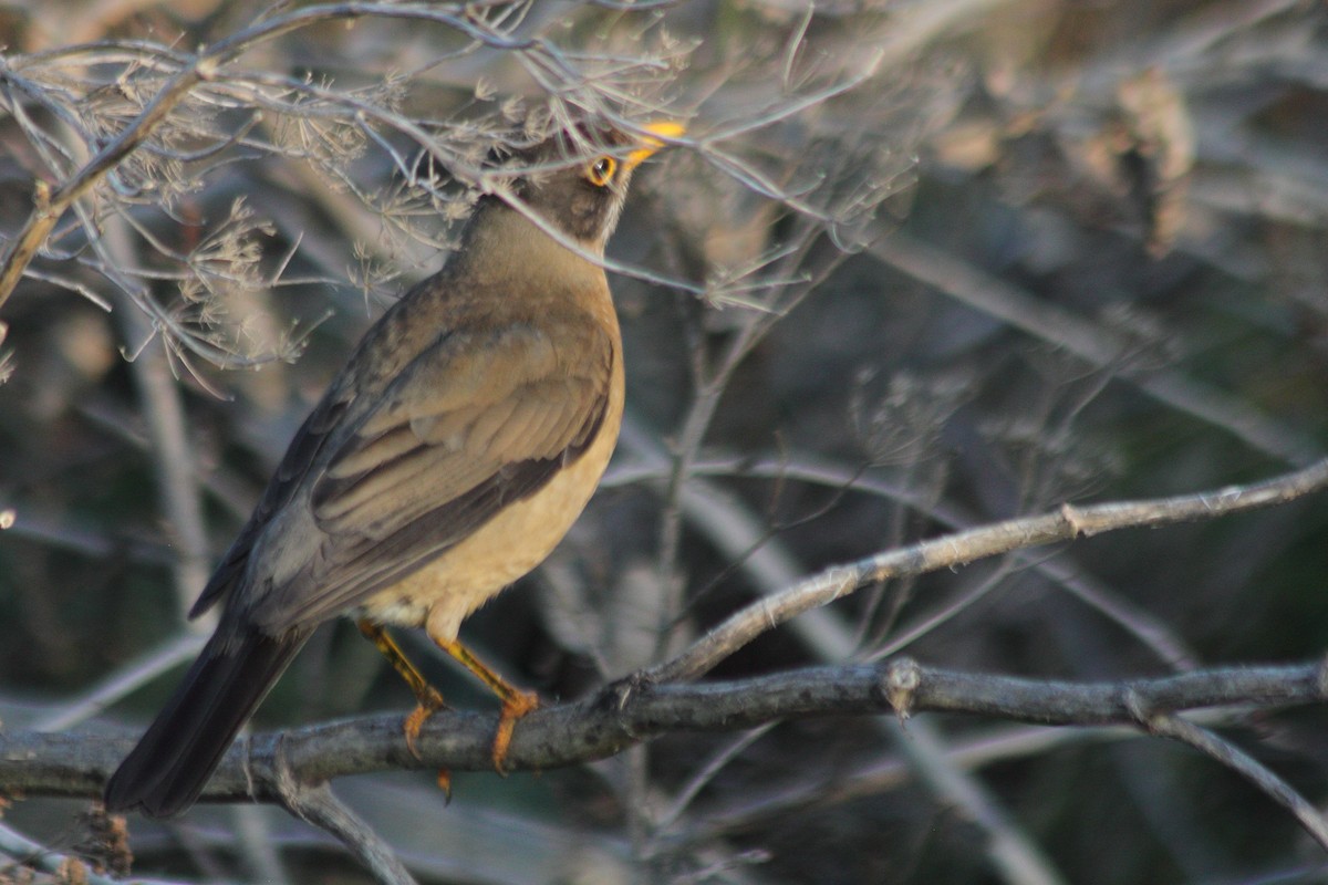 Austral Thrush - ML610692320