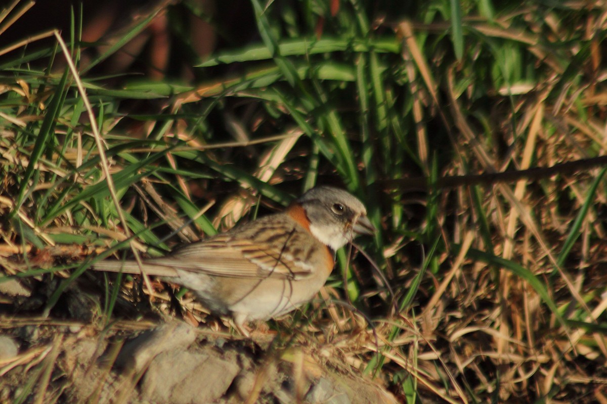 Rufous-collared Sparrow - ML610692324