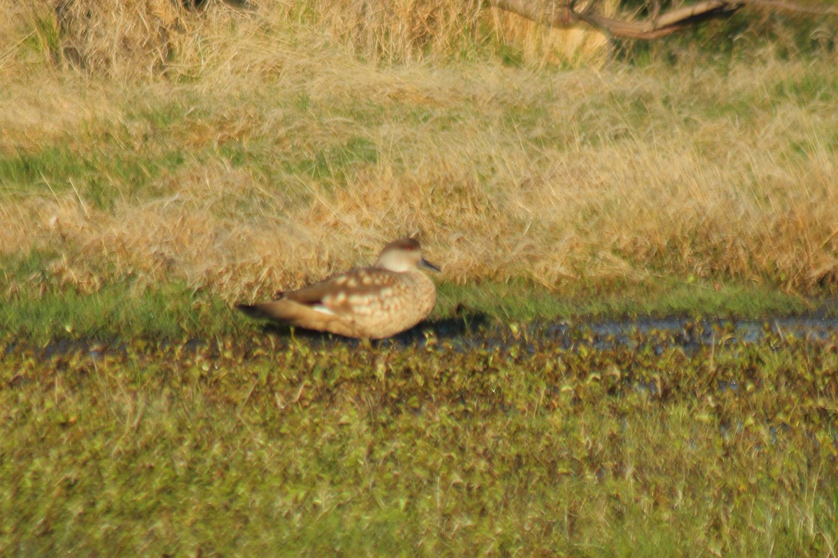 Crested Duck - ML610692340