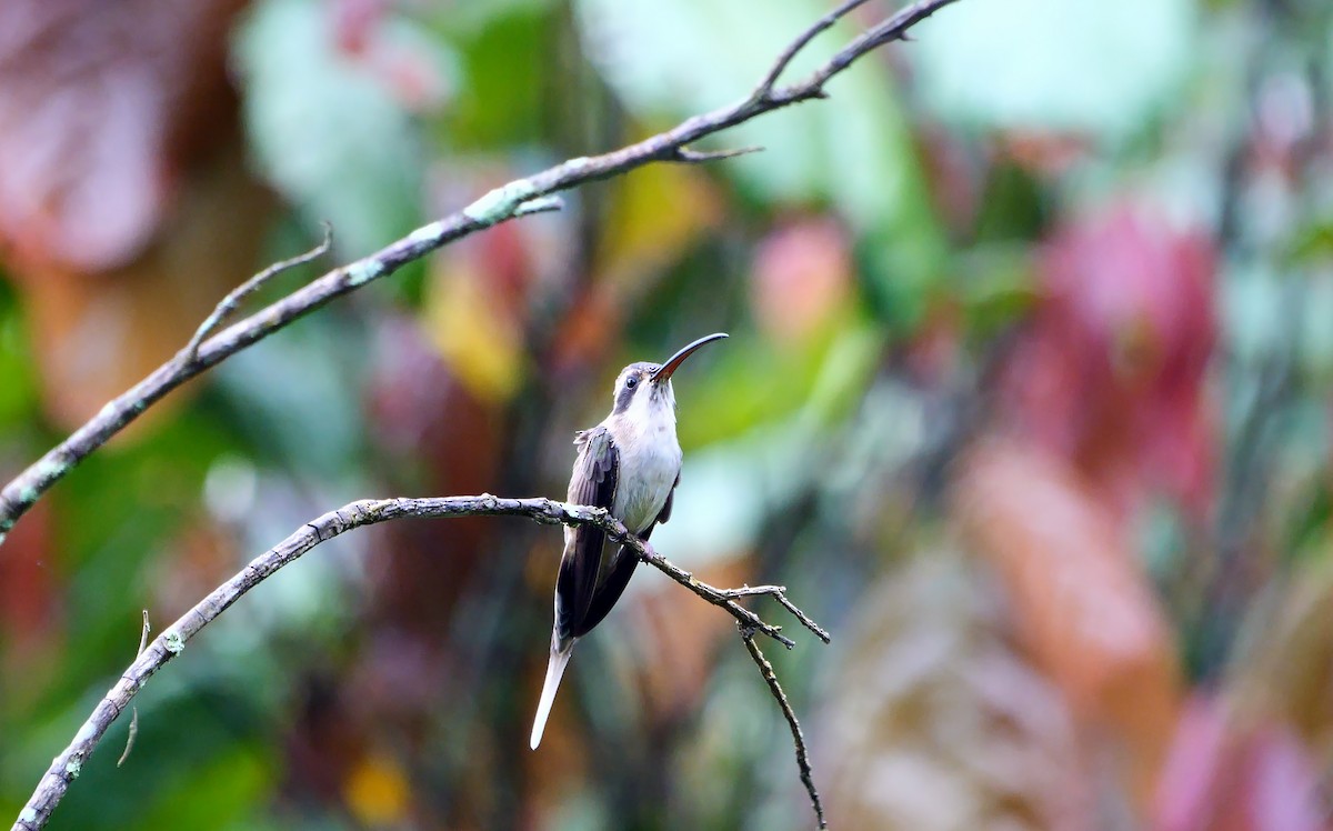 Pale-bellied Hermit - ML610692385