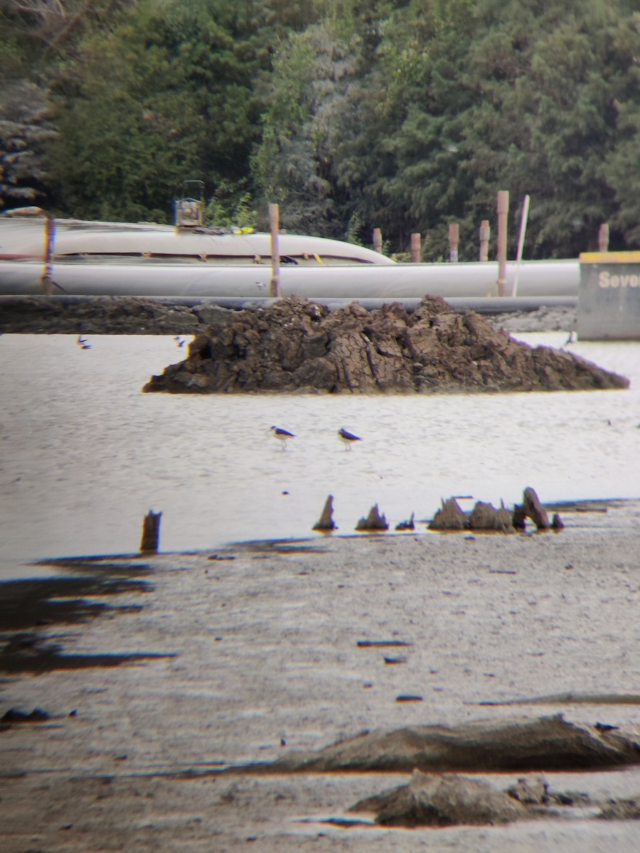 Black-necked Stilt - ML610692386