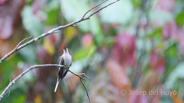 Pale-bellied Hermit - ML610692390