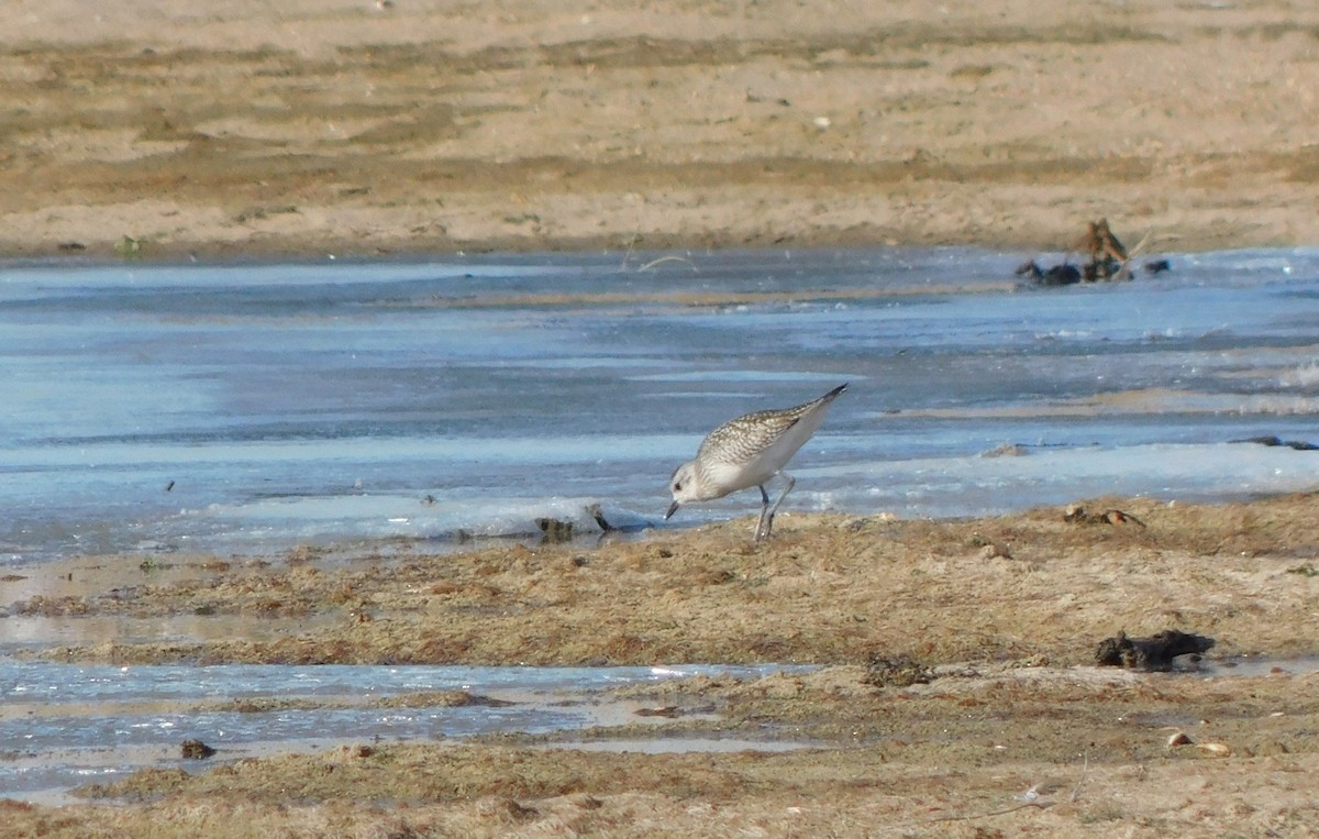 Black-bellied Plover - ML610692418