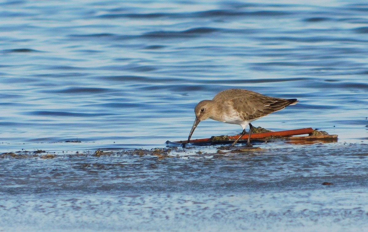 Dunlin - ML610692426